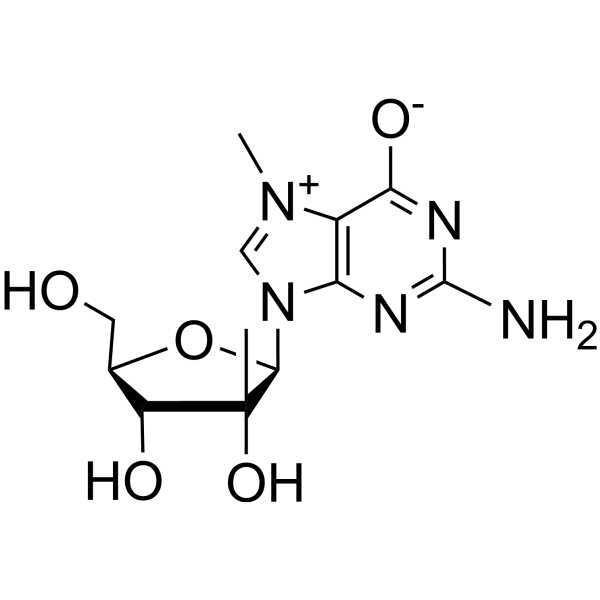 N7-<em>Methyl</em>-2’-beta-<em>C</em>-<em>methyl</em> guanosine