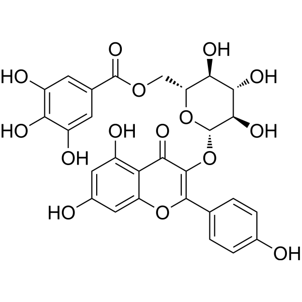 Kaempferol-3-O-(6′′-galloyl)-<em>β</em>-glucopyranoside