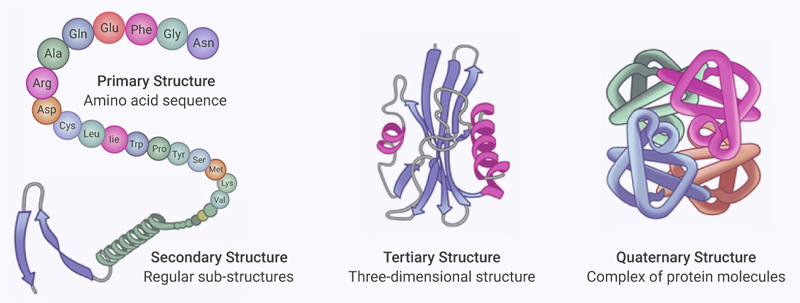 Figure 1. Cartoon representation of primary structure, secondary structure, tertiary structure, and quaternary structures of proteins.