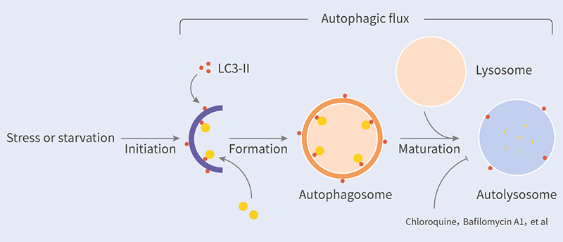 Figure 3. Schematic diagram of autophagy in response to nutrient deprivation stress[2] Phagophore-Autophagosome-Autolysosome