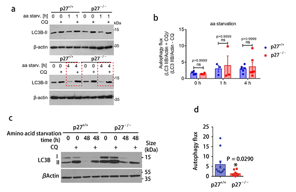 Figure 4. Chloroquine affects the expression of cellular LC3B-II[1]