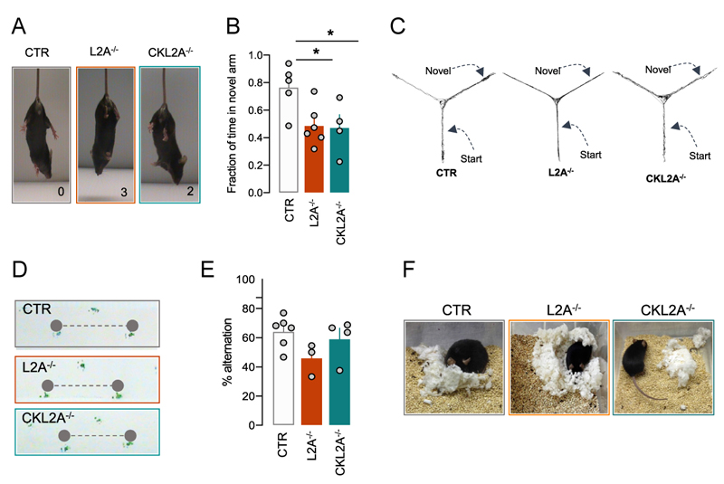 Figure 4. L2A-deficient mice exhibit behavioral impairments