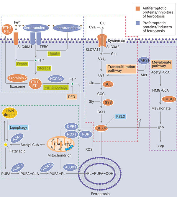 Figure 3. Molecular mechanisms of ferroptosis