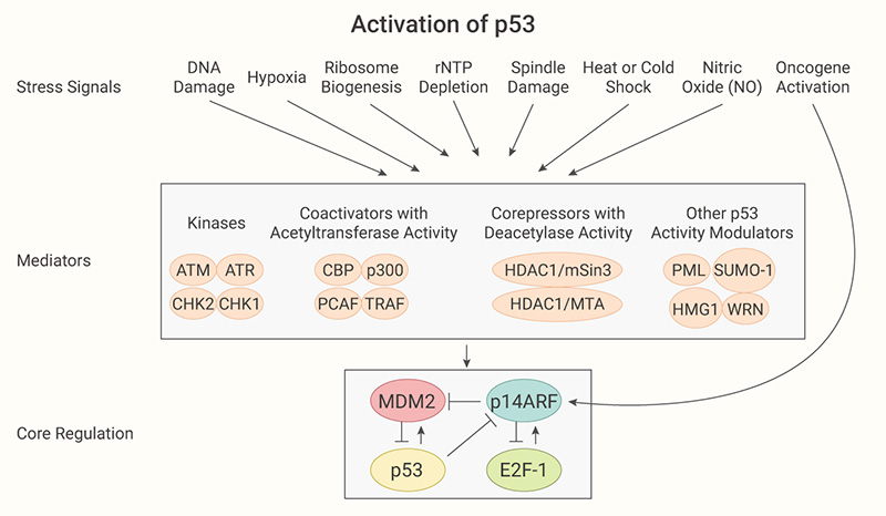 Figure 2. Central role of p53 protein as a tumor suppressor