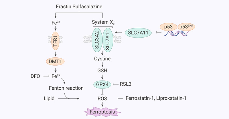 Figure 3: The mechanism of p53 mediated ferroptosis