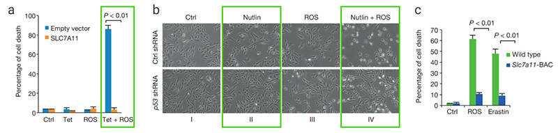 Figure 5. Effects of high levels of ROS on p53-mediated ferroptosis