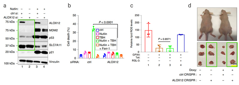 Figure 6. The role of ALOX12 in p53-mediated ferroptosis under ROS stress