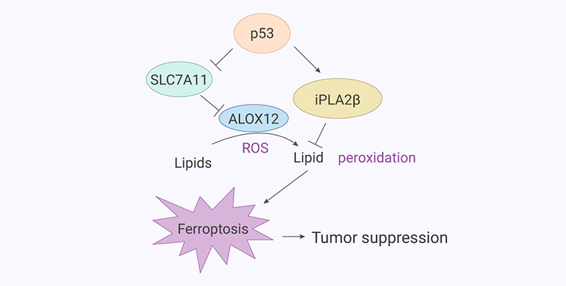 Figure 7. Model for the role of ALOX12 and iPLA2β in regulating p53-mediated ferroptosis