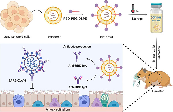 Figure 2. Schematic representation of the fabrication of the RBD-Exo vaccine