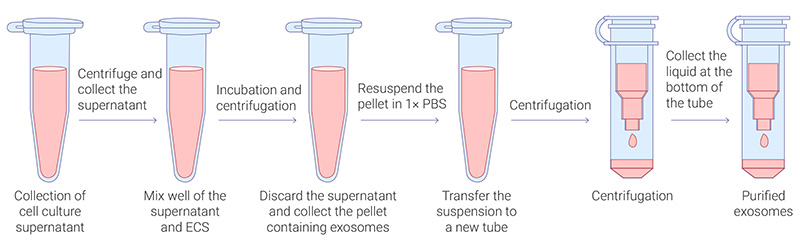 Figure 3. Exosome isolation procedures