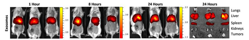 Figure 6. In vivo imaging of DIR-labeled 4T1 exosomes in mouse mammary fat pads
