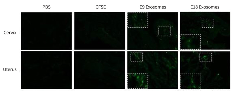 Figure 6. In vivo imaging of DIR-labeled 4T1 exosomes in mouse mammary fat pads