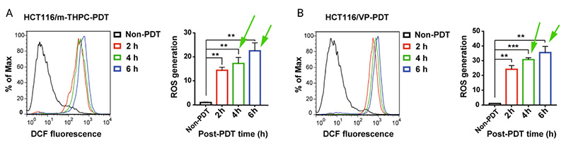 Figure 2. HCT116 cells treated with m-THPC (0.7 μM) or verteporfin (0.35 µM). ROS production was detected by flow cytometry