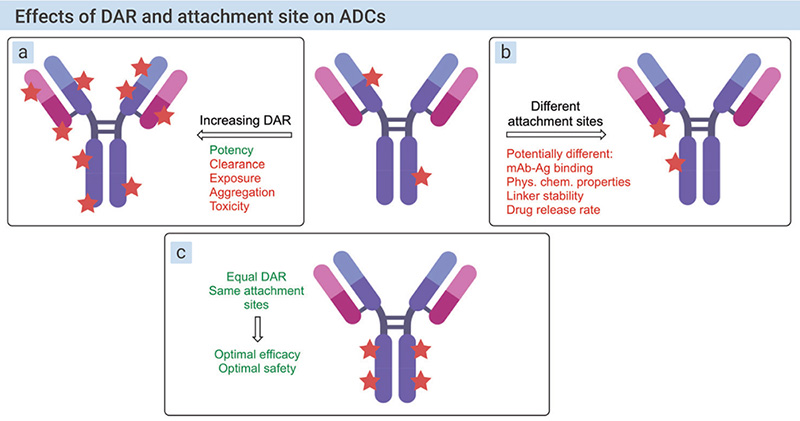 Figure 10. The therapeutic effects of DAR and attachment sites on ADCs 
