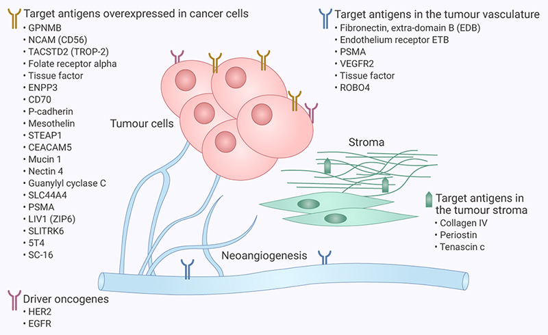 Figure 4. Target antigens for ADCs in solid tumors