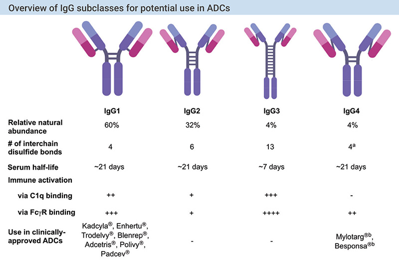 Figure 5. Summary of IgG subtypes for potential use in ADCs