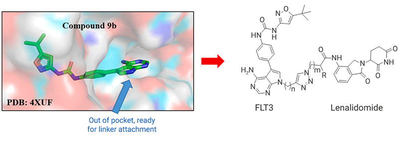 Figure 2. An example of design of FLT3 ligand-protein degraders from available co-crystal structure of ligand-protein complex