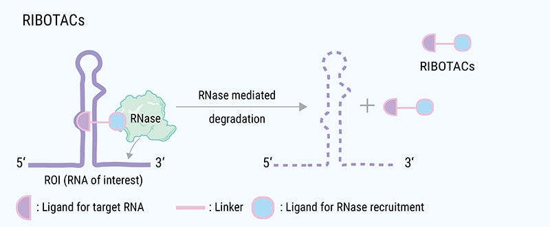 Figure 4. RIBOTAC targeting degradation of ROI by RNAnase