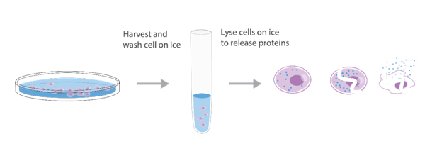 Figure 2. Culture, collect, lyse cells and release target protein.