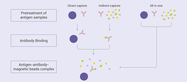  Figure 3. The common method for sample binding in IP experiment