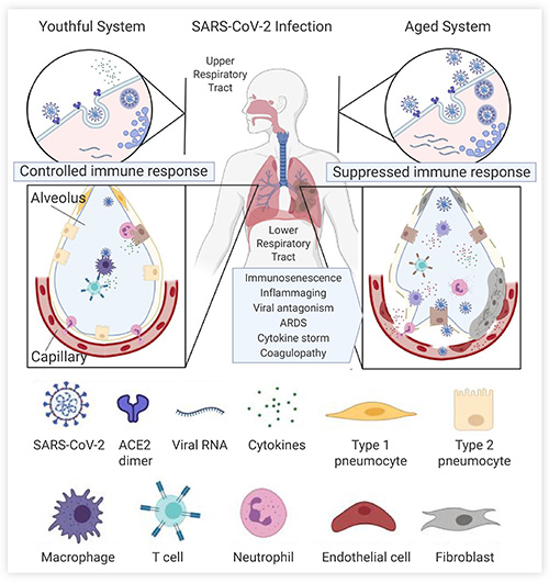 Fig. 1 Immune system clearance of SARS-CoV-2 in young and old adults