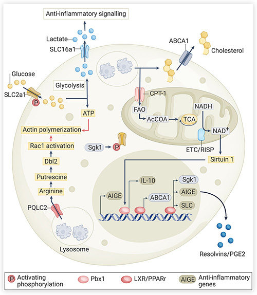 Fig. 4 Apoptotic cells regulate the immune metabolic environment of phagocytes