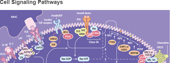 Cell Signaling Pathway