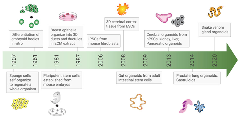 Figure 1. Timeline for the development of organoid cultures