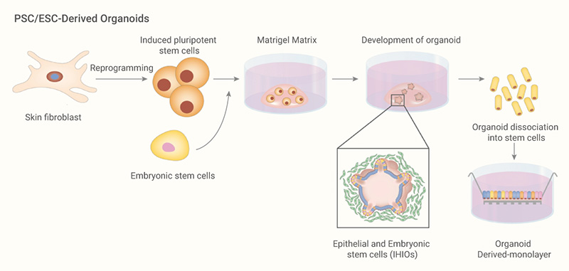 Figure 2. An overview of current approaches to develop intestinal organoids in vitro