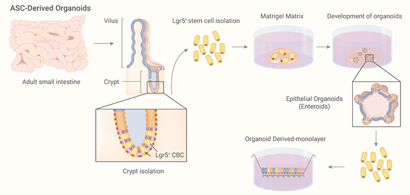 Figure 2. An overview of current approaches to develop intestinal organoids in vitro