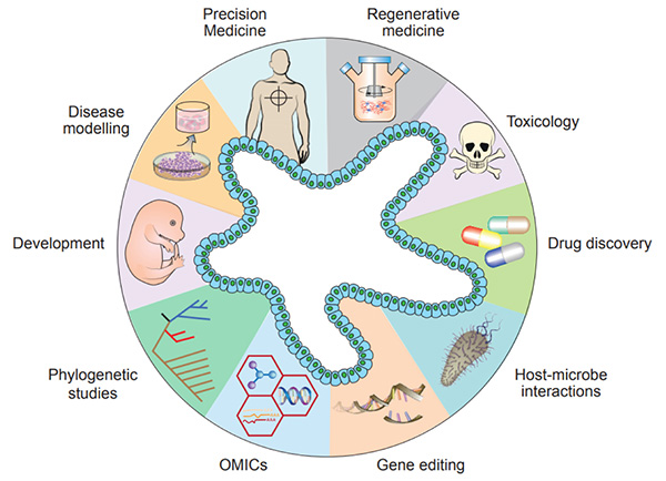 Figure 1. Diverse applications of organoid technology