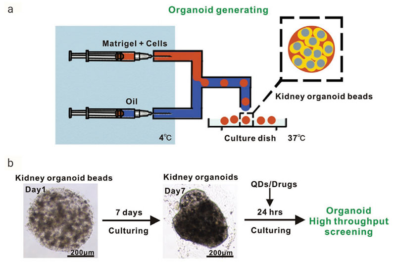 Figure 2. Generation of Reproducible Kidney Organoids