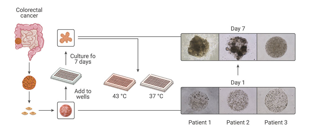 Figure 3. Comparison of Organoid Cultures with Two-Dimensional Cell Cultures and Studies in Animals