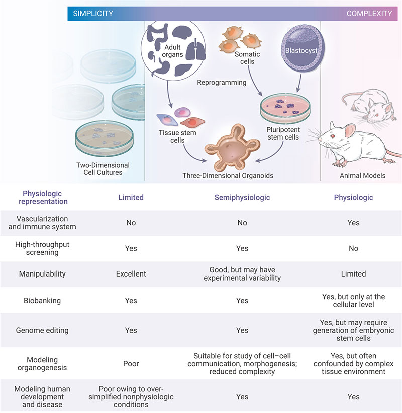Figure 4. Establishment of patient-derived organoids as in vitro tumor models for colorectal cancer