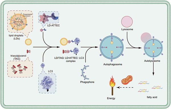 Figure 1. Degradation of lipid droplets by ATTECs