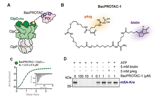 Figure 2. In vitro reprogramming of B. subtilis ClpCP by BacPROTAC-1[5].