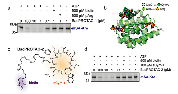 Figure 3. BacPROTACs can reprogram the mycobacterial ClpC1P1P2