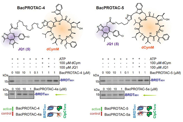 Figure 4. Chemical structures and SDS-PAGE analysis of BacPROTAC-4 and BacPROTAC-5