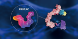BAC PROTAC independent of ubiquitin protease degradation pathway