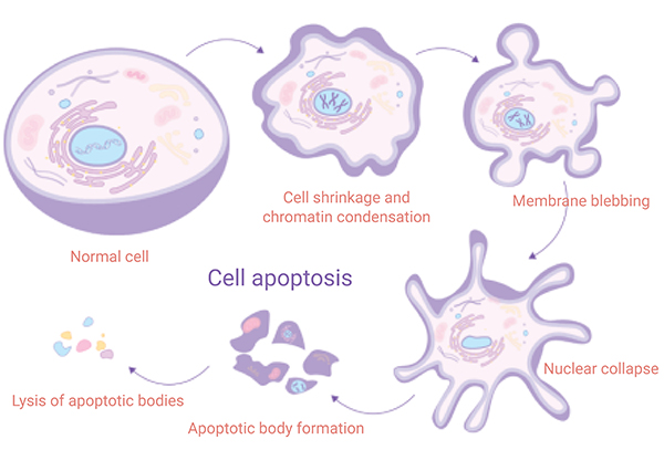 Figure 2. The process of apoptosis