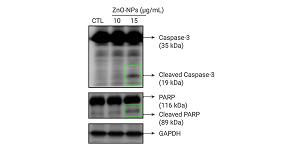 Figure 7. ZnO-NPs Induced Caspase-Dependent Apoptosis in human Ca9-22 cells