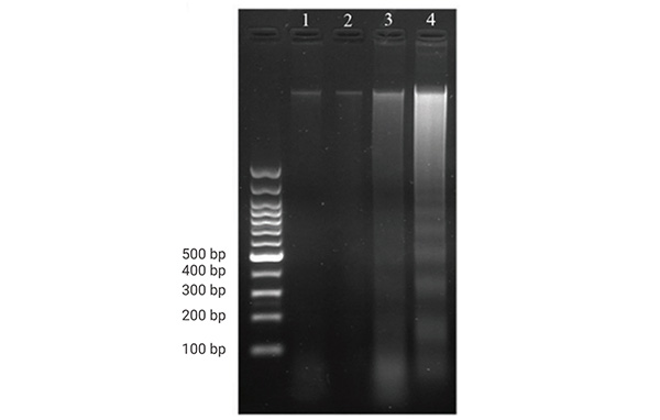 Figure 8. DNA fragmentation assay