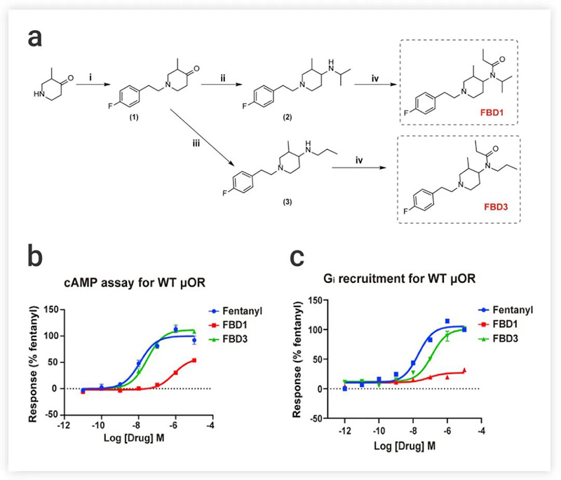 Fig 6.Synthesis of fentanyl derivatives FBD1 and FBD3. (b-c) Dose-response curves of cAMP accumulation assay  (b) and Gi recruitment (c) of FBD1 and FBD3 with fentanyl as reference ligand[1].