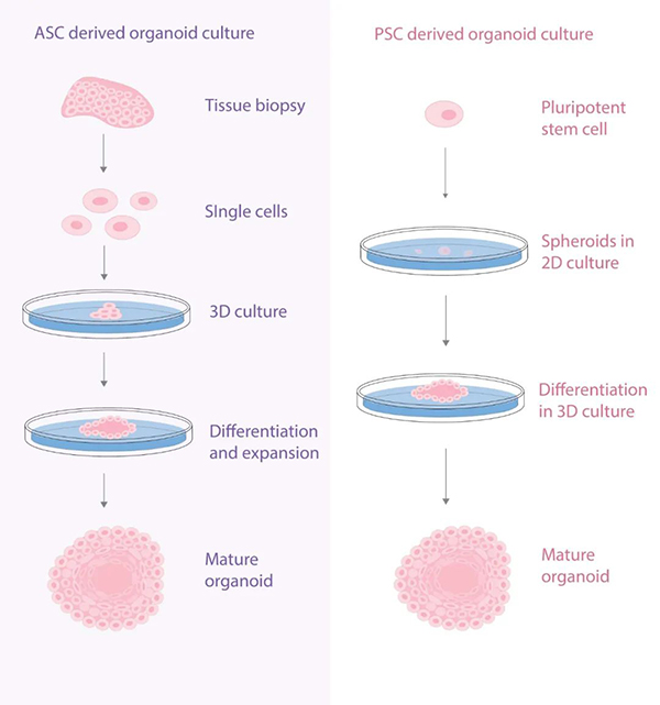 Schematic diagram showing stem cell isolation and tissue regeneration