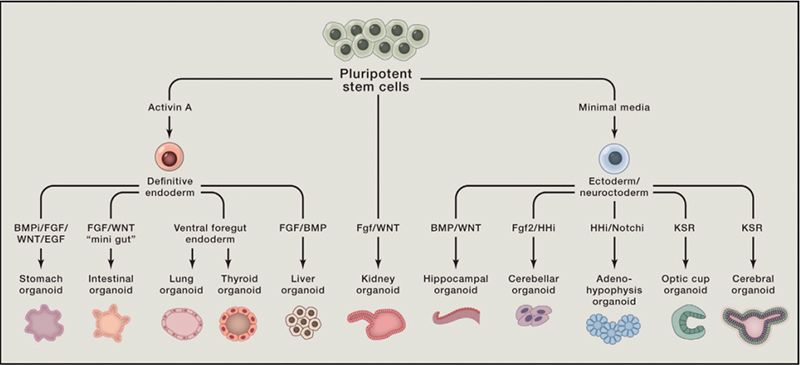 Figure 2. Schematic of the Various Organoids that Can Be Grown from PSCs and the Developmental Signals that Are Employed