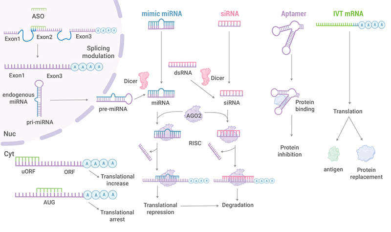 Figure 2. Mechanism of action of RNA-Based therapies