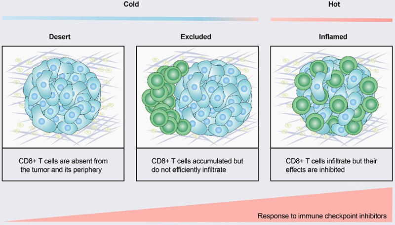 Figure 1. Differentiation of 'hot and cold' tumors based on the distribution of immune cells