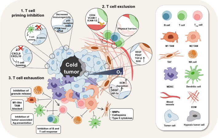 Figure2. Immunosuppressive mechanisms of the tumor immune microenvironment in cold tumors