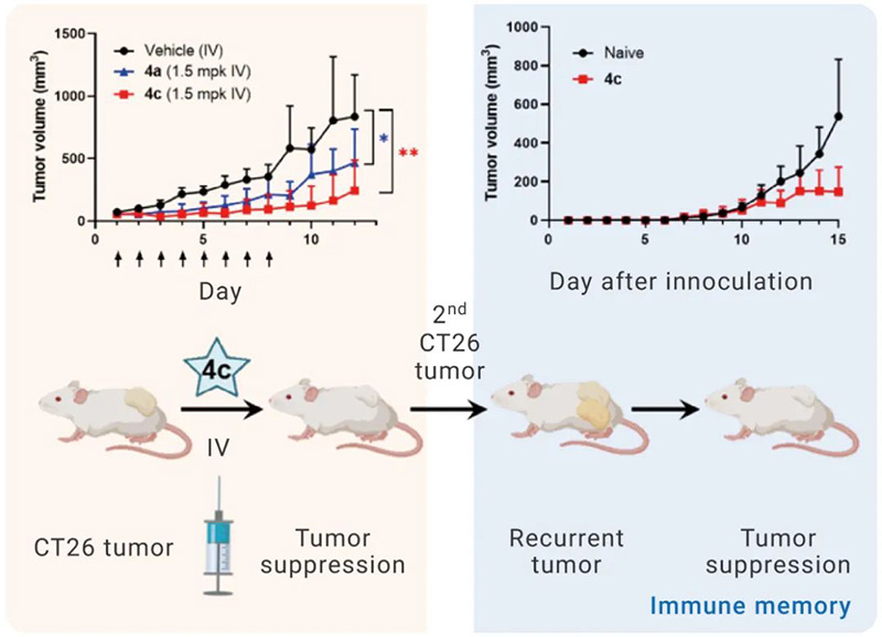 Figure 3. Sting-mediated immune activation achieves cancer immunotherapy