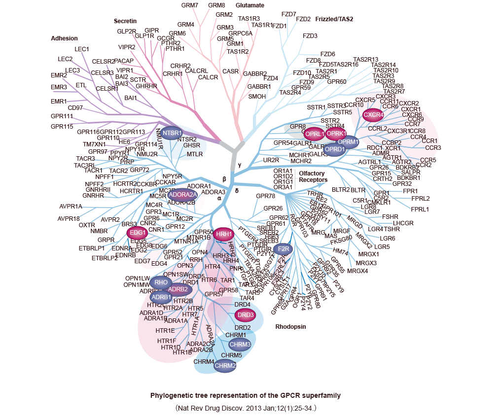 Phylogenetic tree representation of the GPCR superfamily